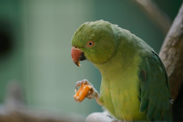 La beauté de l'artisanat dans les colliers pour chiens : un choix élégant et durable