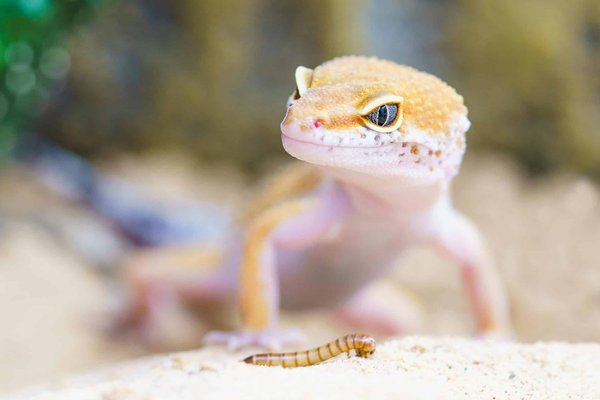Comment préparer un habitat pour un couple reproducteur de geckos à crête?