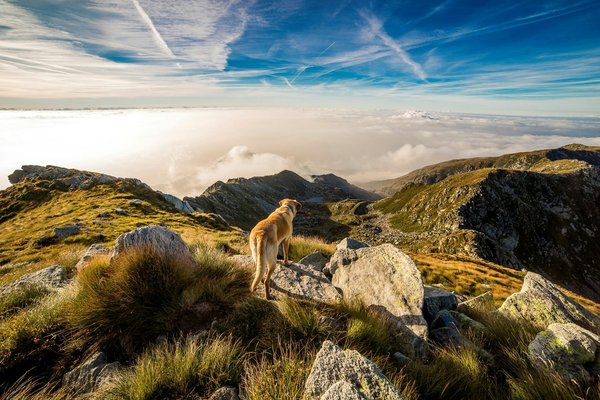Comment gérer les réactions d'un chien de race Chien de Montagne des Pyrénées face à des étrangers?